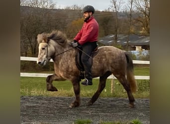 Pony Islandese, Giumenta, 7 Anni, 140 cm, Grigio