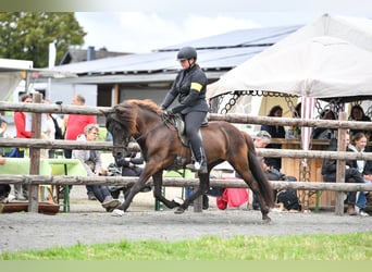 Pony Islandese, Giumenta, 7 Anni, 140 cm, Morello