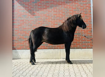 Pony Islandese, Giumenta, 7 Anni, 140 cm, Morello