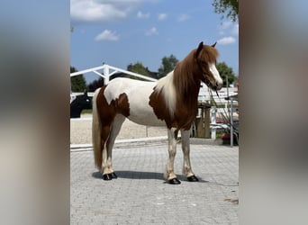 Pony Islandese, Giumenta, 7 Anni, 140 cm, Pezzato