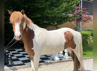 Pony Islandese, Giumenta, 7 Anni, 140 cm, Pezzato