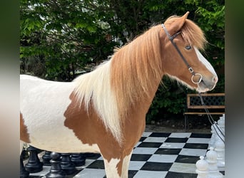 Pony Islandese, Giumenta, 7 Anni, 140 cm, Pezzato