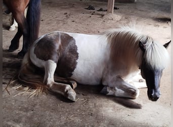 Pony Islandese, Giumenta, 7 Anni, 140 cm, Pezzato