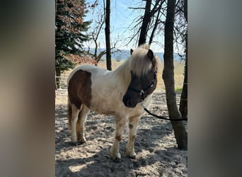 Pony Islandese, Giumenta, 7 Anni, 140 cm, Pezzato