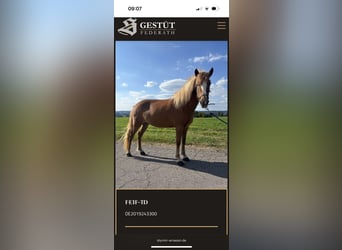 Pony Islandese, Giumenta, 7 Anni, 140 cm, Sauro