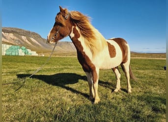 Pony Islandese, Giumenta, 7 Anni, 141 cm, Pezzato