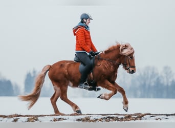 Pony Islandese, Giumenta, 7 Anni, 142 cm, Sauro