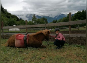 Pony Islandese, Giumenta, 7 Anni, 143 cm, Sauro