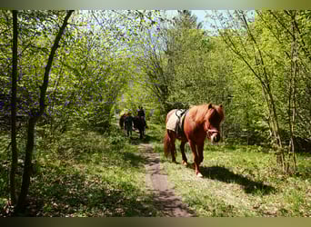 Pony Islandese, Giumenta, 7 Anni, 143 cm, Sauro