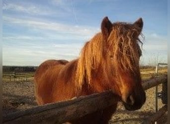Pony Islandese, Giumenta, 7 Anni, 143 cm, Sauro