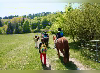 Pony Islandese, Giumenta, 7 Anni, 143 cm, Sauro