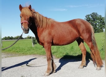 Pony Islandese, Giumenta, 7 Anni, 143 cm, Sauro