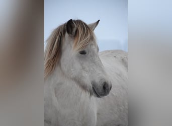 Pony Islandese, Giumenta, 7 Anni, 144 cm
