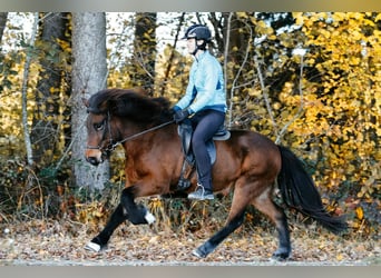 Pony Islandese, Giumenta, 7 Anni, 145 cm, Baio