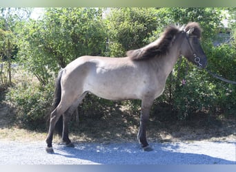 Pony Islandese, Giumenta, 7 Anni, 145 cm, Falbo