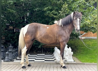 Pony Islandese, Giumenta, 7 Anni, 145 cm, Pezzato