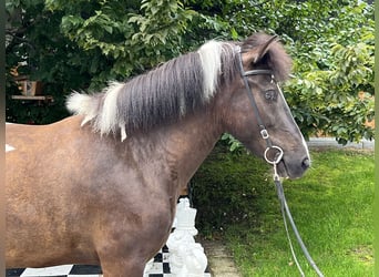 Pony Islandese, Giumenta, 7 Anni, 145 cm, Pezzato