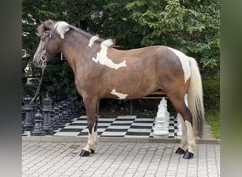 Pony Islandese, Giumenta, 7 Anni, 145 cm, Pezzato