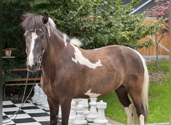 Pony Islandese, Giumenta, 7 Anni, 145 cm, Pezzato