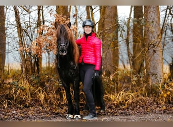 Pony Islandese, Giumenta, 7 Anni, 146 cm, Morello