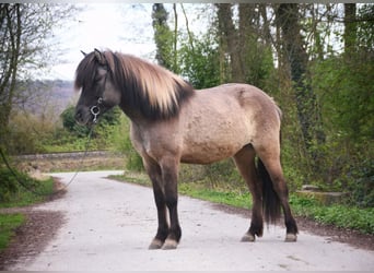 Pony Islandese, Giumenta, 7 Anni, 153 cm, Falbo