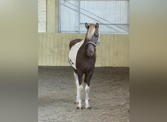 Pony Islandese, Giumenta, 7 Anni