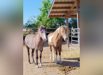 Pony Islandese, Giumenta, 7 Anni
