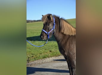 Pony Islandese, Giumenta, 7 Anni, Morello