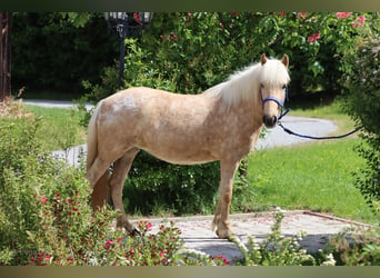 Pony Islandese, Giumenta, 7 Anni, Palomino