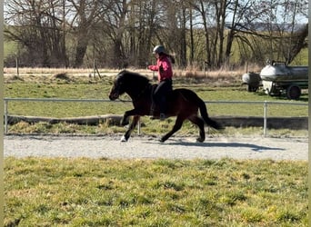 Pony Islandese, Giumenta, 8 Anni, 130 cm, Baio