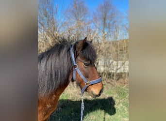 Pony Islandese, Giumenta, 8 Anni, 130 cm, Baio