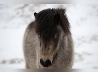 Pony Islandese, Giumenta, 8 Anni, 135 cm, Pelle di daino