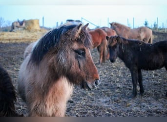 Pony Islandese, Giumenta, 8 Anni, 136 cm, Falbo