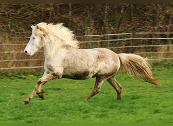 Pony Islandese, Giumenta, 8 Anni, 136 cm, Perlino