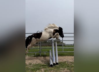 Pony Islandese, Giumenta, 8 Anni, 136 cm, Pezzato