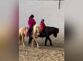 Pony Islandese, Giumenta, 8 Anni, 138 cm, Palomino