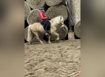 Pony Islandese, Giumenta, 8 Anni, 138 cm, Palomino