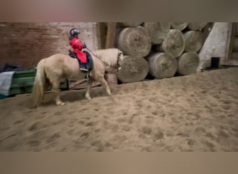 Pony Islandese, Giumenta, 8 Anni, 138 cm, Palomino