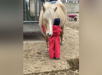 Pony Islandese, Giumenta, 8 Anni, 138 cm, Palomino
