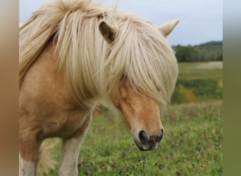 Pony Islandese, Giumenta, 8 Anni, 138 cm, Pezzato