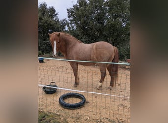 Pony Islandese Mix, Giumenta, 8 Anni, 139 cm, Baio