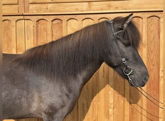 Pony Islandese, Giumenta, 8 Anni, 139 cm