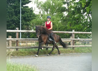 Pony Islandese, Giumenta, 8 Anni, 139 cm, Morello