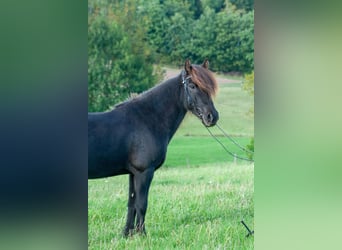 Pony Islandese, Giumenta, 8 Anni, 139 cm, Morello