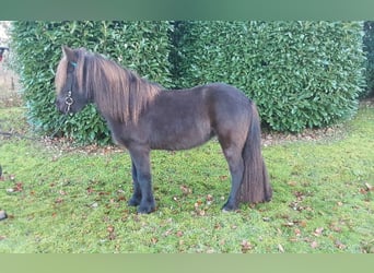 Pony Islandese, Giumenta, 8 Anni, 139 cm, Morello