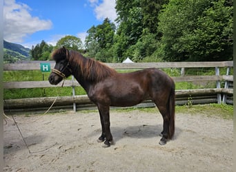 Pony Islandese, Giumenta, 8 Anni, 139 cm, Morello