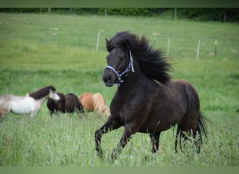 Pony Islandese, Giumenta, 8 Anni, 140 cm, Baio