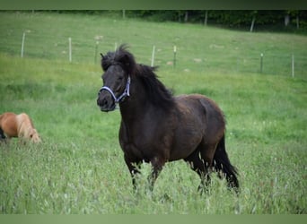 Pony Islandese, Giumenta, 8 Anni, 140 cm, Baio