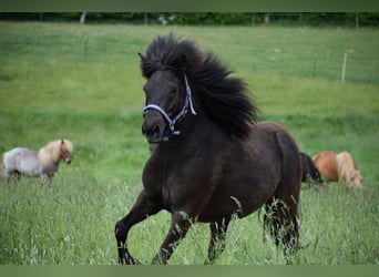 Pony Islandese, Giumenta, 8 Anni, 140 cm, Baio