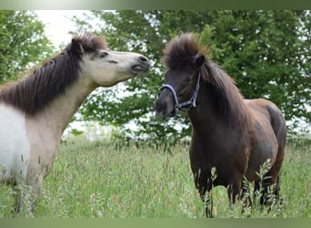 Pony Islandese, Giumenta, 8 Anni, 140 cm, Baio